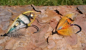 Lady Amherst and Orange Parson Lady Amherst and Orange Parson