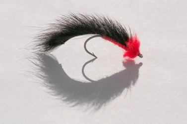 Zonker leech Zonker leech