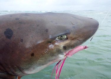 Close encounters of a shark kind. A close up view of a Black spot gully shark. Close encounters of a shark kind. A close up view of a Black spot gully shark.