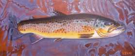 Brown trout in the shallows Brown trout in the shallows