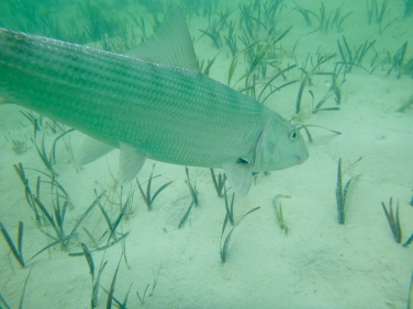 Adios Senor Bone Adios Senor Bone