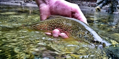 Releasing a brown trout Releasing a brown trout