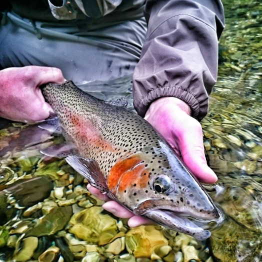 Golden Unit! Golden Unit!