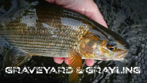 Video thumb for Graveyard & Grayling
