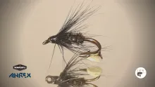 Video thumb for Black Peacock Spider