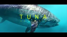 Video thumb for Tuna on dry fly