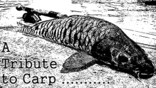 Video thumb for A tribute to carp