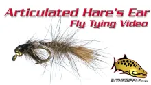 Video thumb for Articulated Hare's Ear
