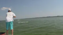 Video thumb for Tarpon on the fly in Tampa Bay