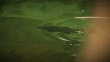 Video thumb for A dry fly love song
