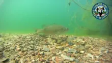 Video thumb for Fly Fishing Lake Pueblo State Park