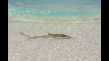 Video thumb for Bonefish feeding and swimming on the flats
