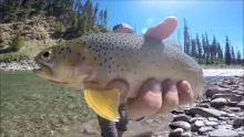 Video thumb for Fly Fishing Montana
