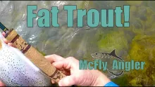 Video thumb for Fat Rainbow on a 3wt Euro Nymphing Rod.  