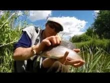 Video thumb for Danish graylings