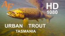 Video thumb for Fly Fishing Brown and Rainbow Trout in Urban Tasmania