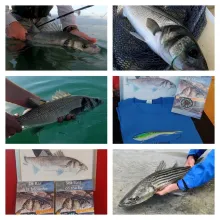 User submitted picture: Sea Bass on the Fly book