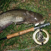 User submitted picture: Catfish (Silurus glanis) ...