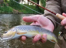 User submitted picture: Devon Brown trout,