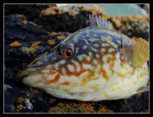 User submitted picture: Labrus bergylta Ascanius ...