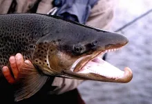 User submitted picture: 18 pounds searun brown tr...