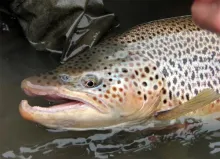 User submitted picture: www.lavaguada.cl:  A drea...