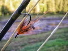 User submitted picture: Allys Shrimp