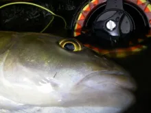 User submitted picture: 52cm Chub caught in Weste...