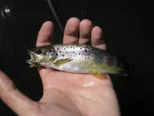 User submitted picture: A small but beautiful bro...