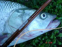 User submitted picture: This is a nice Asp (Aspiu...