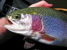 User submitted picture: Rosy cheeked still-water ...