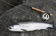 User submitted picture: A slim SeaTrout but good ...