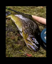 User submitted picture: Wild Brown