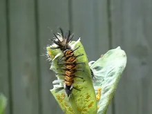 User submitted picture: catapillirz and afids,the...