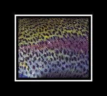 User submitted picture: Rainbow Trout, Caleufu Ri...