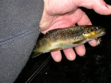 User submitted picture: A Small Stream Wild Brown...