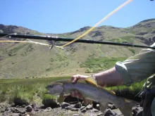 User submitted picture: Campo Trolope 2015. Lagun...