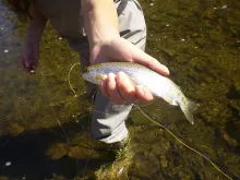User submitted picture: Unknown river - Coyhaique...