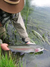 User submitted picture: Ex Yougoslavian rainbow b...