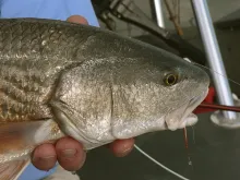 User submitted picture: Head of redfish caught by...