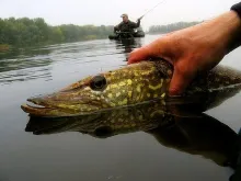 User submitted picture: Floattubing for pike in ...
