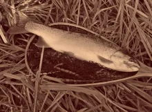 User submitted picture: Too big for the net!  Nor...