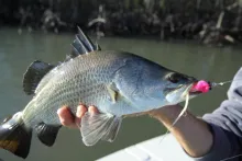 User submitted picture: Barramundi caught on pink...