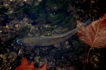 User submitted picture: "Autumn"