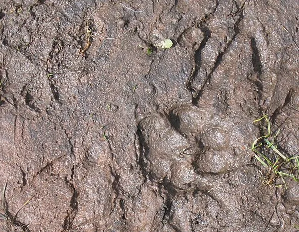 Cougar print - The South Platte River in Cheesman Canyon not only holds big fish and deer, but also black bear and cougar. Here is a print of a small cougar that was just hours ahead of me on the bank of the South Platte