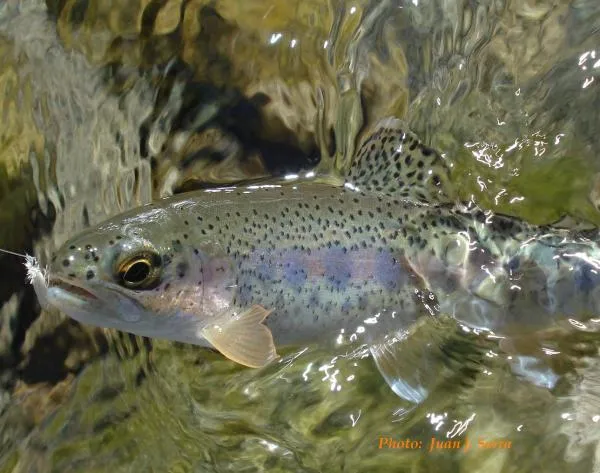 User submitted picture: Little gem