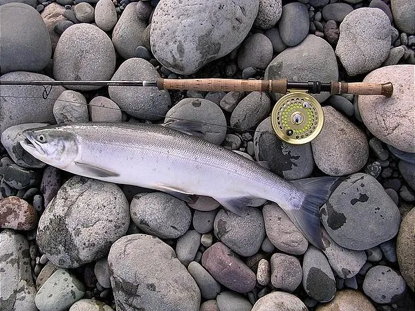 User submitted picture: Beautiful Skeena sockeye