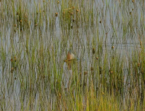 User submitted picture: Tail of a pretty decent s...