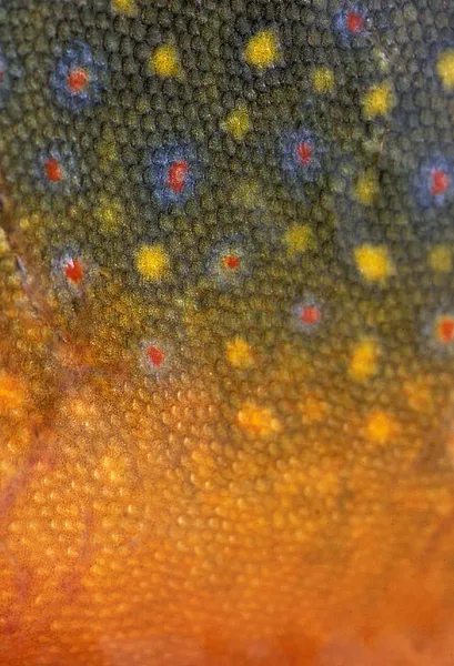 User submitted picture: Brook trout in spawning c...