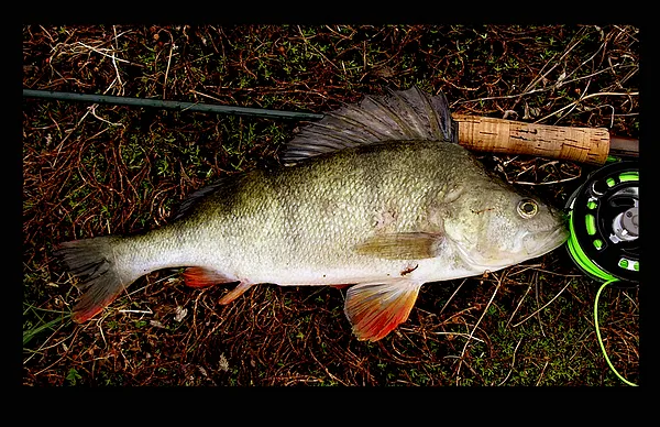 User submitted picture: "Perca"